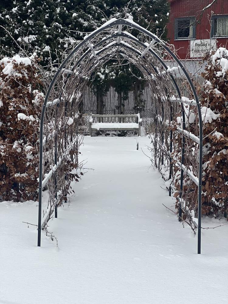 Roseportaler i galvanisert stål dekket av nysnø i visningshagen